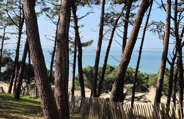 Pins et plage Pereire à Arcachon